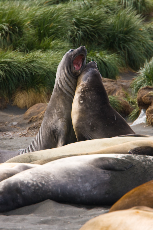 Southern Elephant Seals Sparring